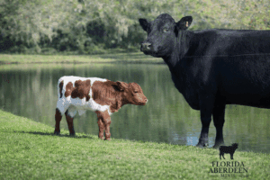A calf and a cow standing near a pond in a green field.