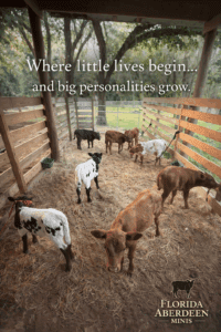 Young calves in a barn with a hopeful caption about growth.