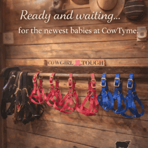 Colorful dog harnesses hanging in a wooden display at CozyTyme.