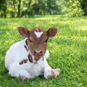 ❤️ Heart-Marked Florida Aberdeen Mini Bull Calf
