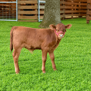 Florida Aberdeen Mini Calf